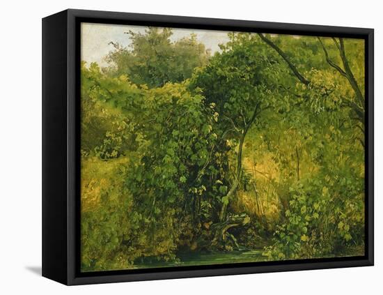 Bushes at Pillnitz, C.1818-28-Karl Gustav Carus-Framed Stretched Canvas