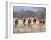 Bushman Hunter-Gatherers Makes Stealthy Approach Towards an Antelope, Bows and Arrows at Ready-Nigel Pavitt-Framed Photographic Print