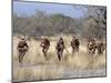 Bushman Hunter-Gatherers Makes Stealthy Approach Towards an Antelope, Bows and Arrows at Ready-Nigel Pavitt-Mounted Photographic Print