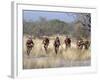 Bushman Hunter-Gatherers Makes Stealthy Approach Towards an Antelope, Bows and Arrows at Ready-Nigel Pavitt-Framed Photographic Print