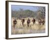 Bushman Hunter-Gatherers Makes Stealthy Approach Towards an Antelope, Bows and Arrows at Ready-Nigel Pavitt-Framed Photographic Print