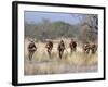 Bushman Hunter-Gatherers Makes Stealthy Approach Towards an Antelope, Bows and Arrows at Ready-Nigel Pavitt-Framed Photographic Print