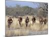 Bushman Hunter-Gatherers Makes Stealthy Approach Towards an Antelope, Bows and Arrows at Ready-Nigel Pavitt-Mounted Photographic Print