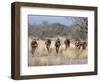 Bushman Hunter-Gatherers Makes Stealthy Approach Towards an Antelope, Bows and Arrows at Ready-Nigel Pavitt-Framed Photographic Print