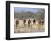 Bushman Hunter-Gatherers Makes Stealthy Approach Towards an Antelope, Bows and Arrows at Ready-Nigel Pavitt-Framed Photographic Print