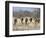 Bushman Hunter-Gatherers Makes Stealthy Approach Towards an Antelope, Bows and Arrows at Ready-Nigel Pavitt-Framed Photographic Print