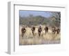 Bushman Hunter-Gatherers Makes Stealthy Approach Towards an Antelope, Bows and Arrows at Ready-Nigel Pavitt-Framed Photographic Print