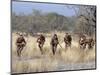 Bushman Hunter-Gatherers Makes Stealthy Approach Towards an Antelope, Bows and Arrows at Ready-Nigel Pavitt-Mounted Photographic Print