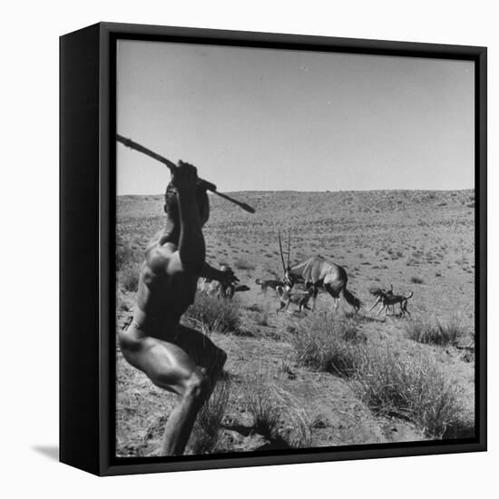 Bushman Throwing His Spear at a Winded Gemsbok, While His Dogs Circle It-null-Framed Stretched Canvas