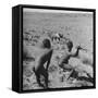 Bushman Throwing His Spear at a Winded Gemsbok-Nat Farbman-Framed Stretched Canvas