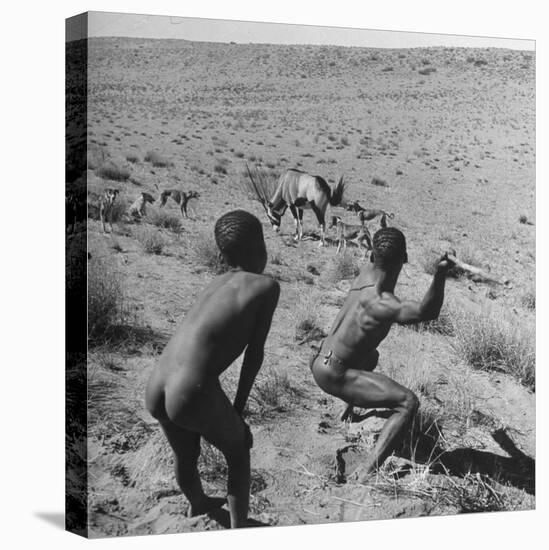 Bushman Throwing His Spear at a Winded Gemsbok-Nat Farbman-Stretched Canvas