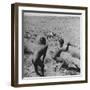 Bushman Throwing His Spear at a Winded Gemsbok-Nat Farbman-Framed Photographic Print