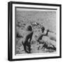 Bushman Throwing His Spear at a Winded Gemsbok-Nat Farbman-Framed Photographic Print