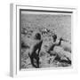 Bushman Throwing His Spear at a Winded Gemsbok-Nat Farbman-Framed Photographic Print