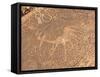 Bushmen Petroglyphs, Twyfelfontein Rock Art Site, UNESCO World Heritage Site, Damaraland, Namibia-Kim Walker-Framed Stretched Canvas