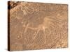 Bushmen Petroglyphs, Twyfelfontein Rock Art Site, UNESCO World Heritage Site, Damaraland, Namibia-Kim Walker-Stretched Canvas