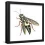 Bushnell's Wasp, Insects-Encyclopaedia Britannica-Framed Poster