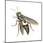 Bushnell's Wasp, Insects-Encyclopaedia Britannica-Mounted Poster