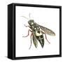 Bushnell's Wasp, Insects-Encyclopaedia Britannica-Framed Stretched Canvas