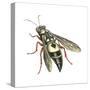 Bushnell's Wasp, Insects-Encyclopaedia Britannica-Stretched Canvas