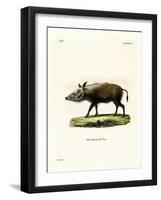 Bushpig-null-Framed Giclee Print