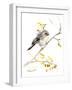 Bushtit-Suren Nersisyan-Framed Art Print