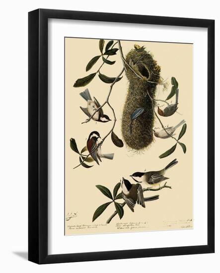 Bushtits and Chickadees-John James Audubon-Framed Giclee Print