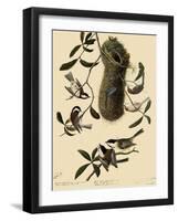 Bushtits and Chickadees-John James Audubon-Framed Giclee Print