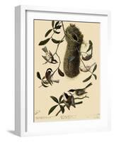 Bushtits and Chickadees-John James Audubon-Framed Giclee Print