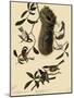 Bushtits and Chickadees-John James Audubon-Mounted Giclee Print