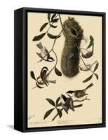 Bushtits and Chickadees-John James Audubon-Framed Stretched Canvas