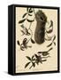 Bushtits and Chickadees-John James Audubon-Framed Stretched Canvas