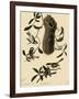 Bushtits and Chickadees-John James Audubon-Framed Giclee Print