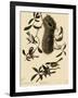 Bushtits and Chickadees-John James Audubon-Framed Giclee Print