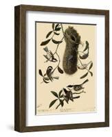 Bushtits and Chickadees-John James Audubon-Framed Giclee Print