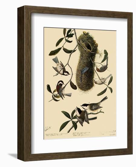 Bushtits and Chickadees-John James Audubon-Framed Giclee Print