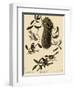 Bushtits and Chickadees-John James Audubon-Framed Giclee Print