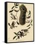 Bushtits and Chickadees-John James Audubon-Framed Stretched Canvas