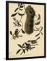 Bushtits and Chickadees-John James Audubon-Framed Giclee Print