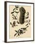 Bushtits and Chickadees-John James Audubon-Framed Giclee Print