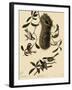 Bushtits and Chickadees-John James Audubon-Framed Giclee Print