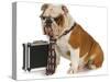 Business Dog - English Bulldog Male Wearing Tie And Glasses Sitting Beside Briefcase-Willee Cole-Stretched Canvas