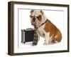 Business Dog - English Bulldog Male Wearing Tie And Glasses Sitting Beside Briefcase-Willee Cole-Framed Photographic Print