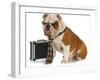 Business Dog - English Bulldog Male Wearing Tie And Glasses Sitting Beside Briefcase-Willee Cole-Framed Photographic Print