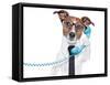 Business Dog On The Phone-Javier Brosch-Framed Stretched Canvas