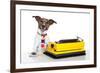 Business Dog Typewriter-Javier Brosch-Framed Photographic Print