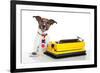 Business Dog Typewriter-Javier Brosch-Framed Photographic Print