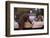 Businessman Dropping off Carpooler-William P. Gottlieb-Framed Photographic Print