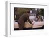 Businessman Dropping off Carpooler-William P. Gottlieb-Framed Photographic Print