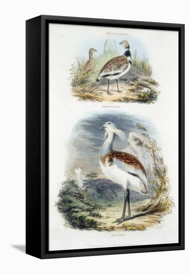 Bustards, 1835-null-Framed Stretched Canvas